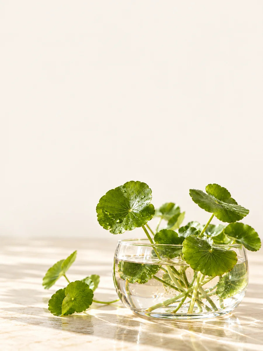 Folhas de centella em vidro transparente sob luz suave.